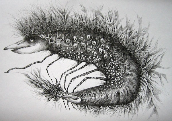 The Tigershrimp