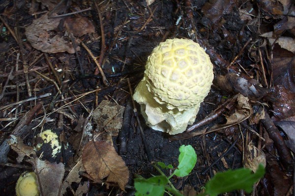 mushroom