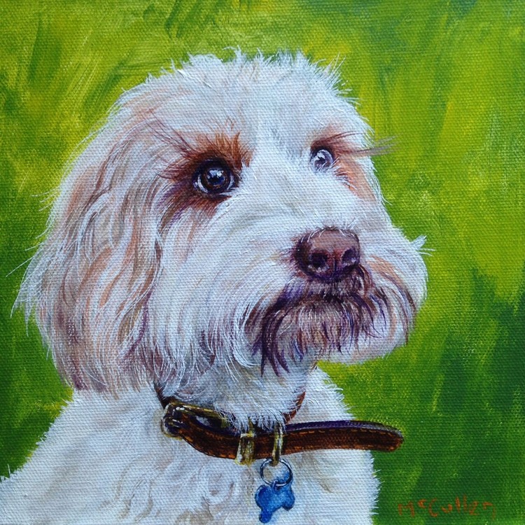 Alfie the Sproodle