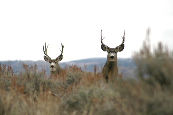 Bucks on the ridge