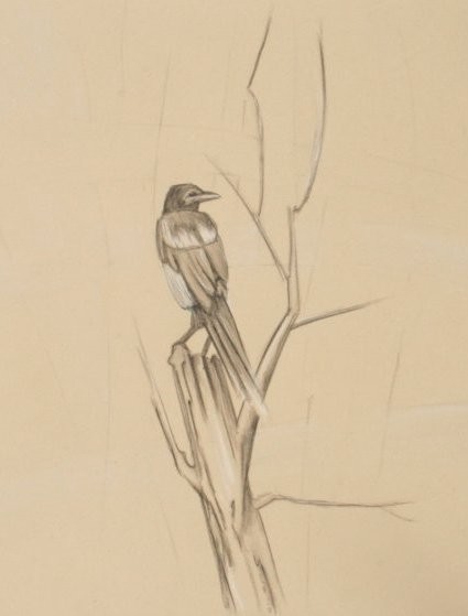 Birdy