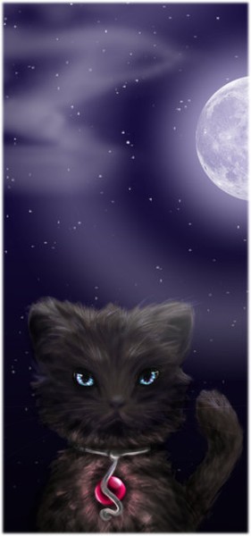 night kitty