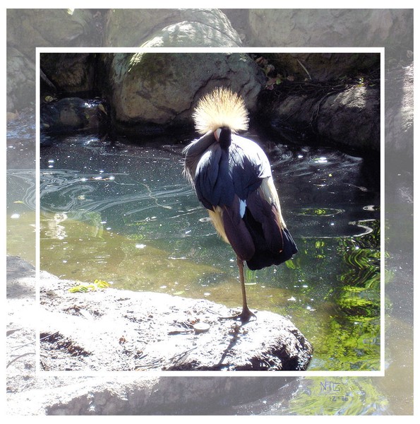 A very jazzy bird