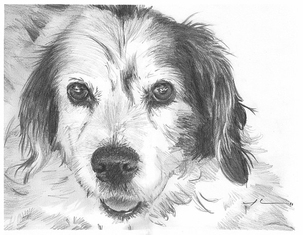 dog drawing