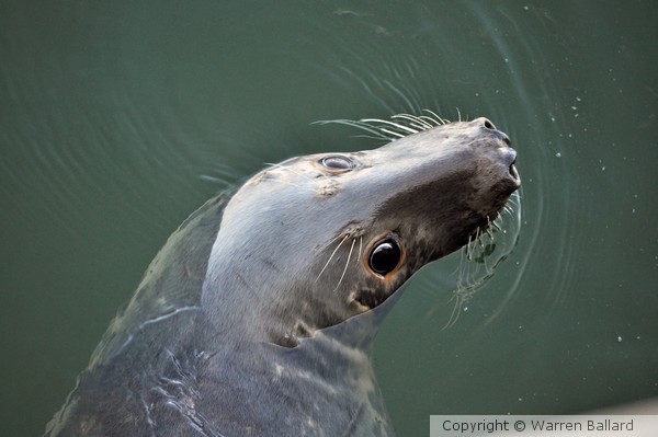 Cape Cod Seals