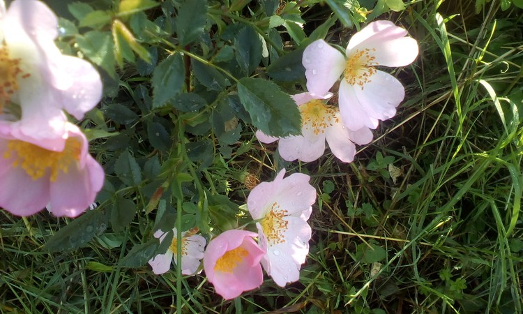 Wild roses