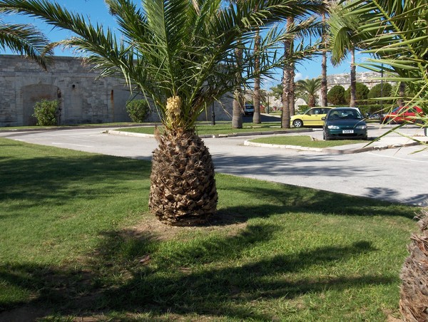 happy tree