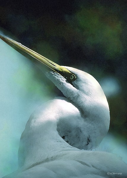 Heron Card from Zazzle.com