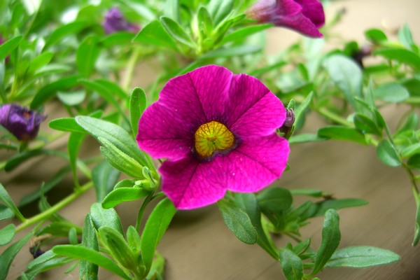 Little flower