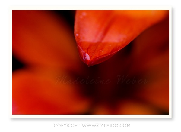 •Female Flower I•