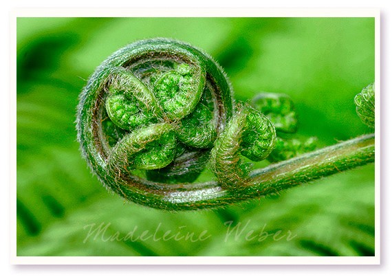 •Natureart•