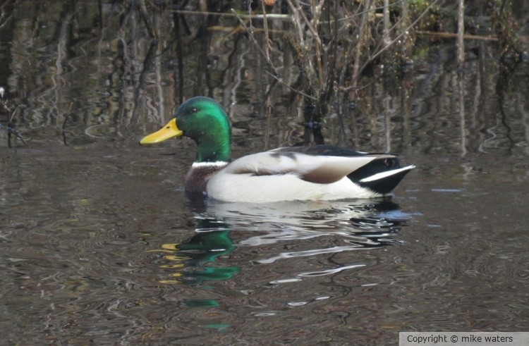 Male duck