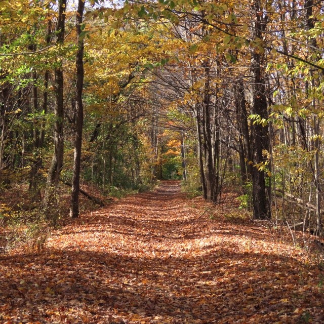 nature trail