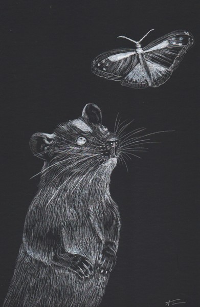 Rat Scratchboard