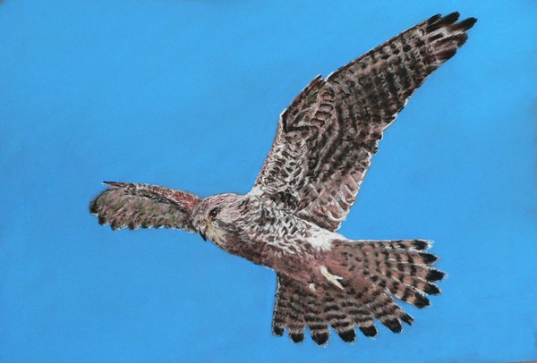 Kestrel