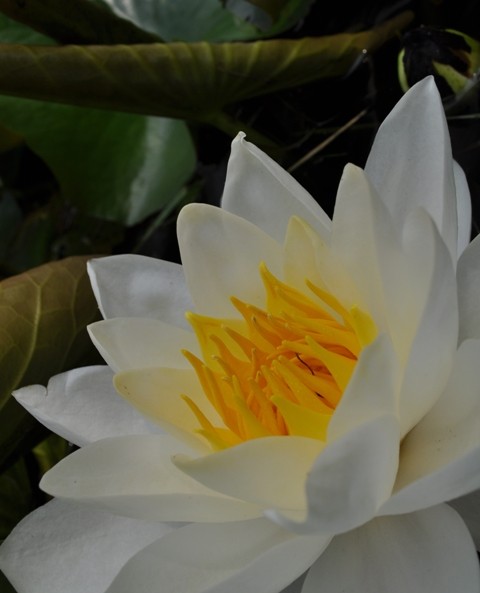 Lily peace