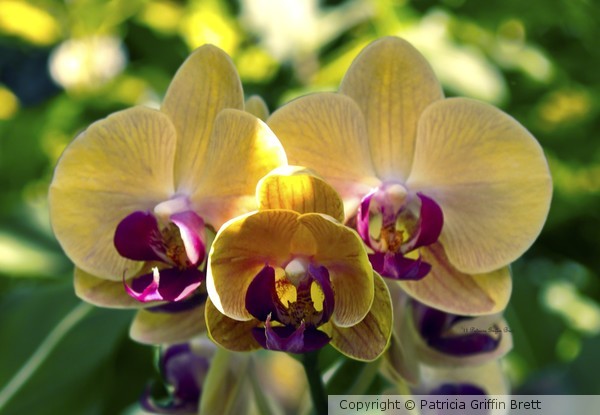 Orchid Study VIII
