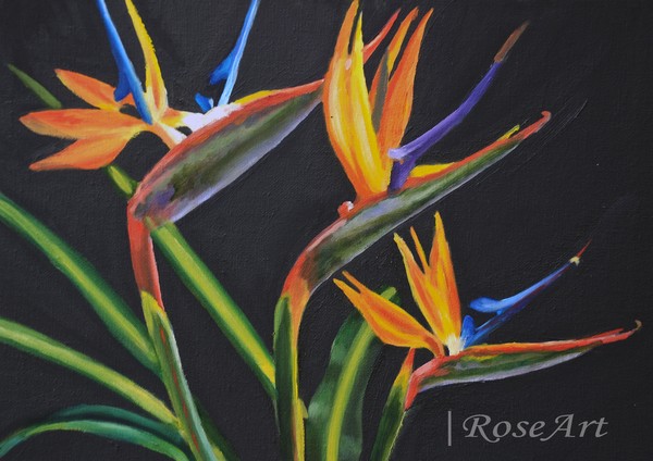 Birds of Paradise