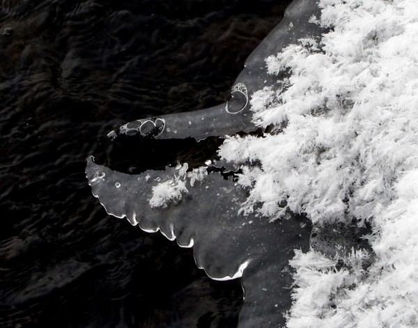 Ice Poodle!