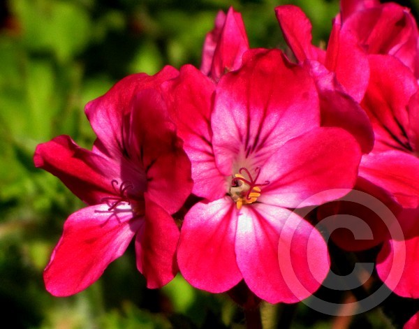 Petal Power!