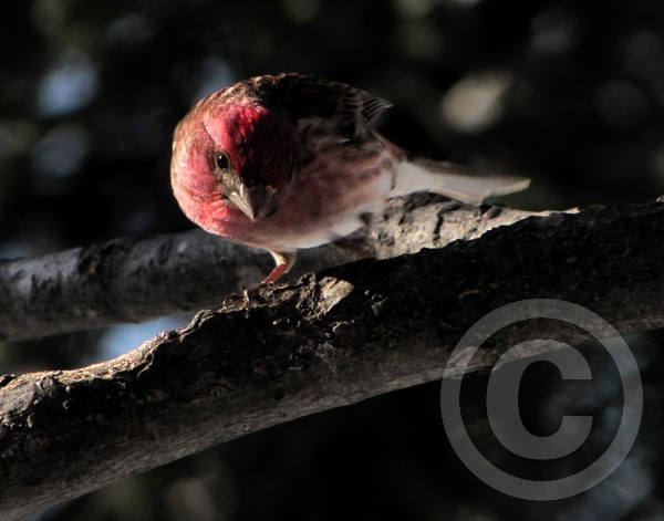 Purple finch about to descend!