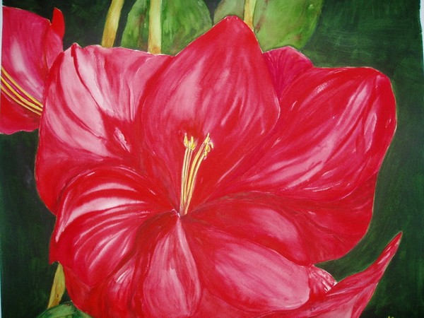 Red Hibiscus