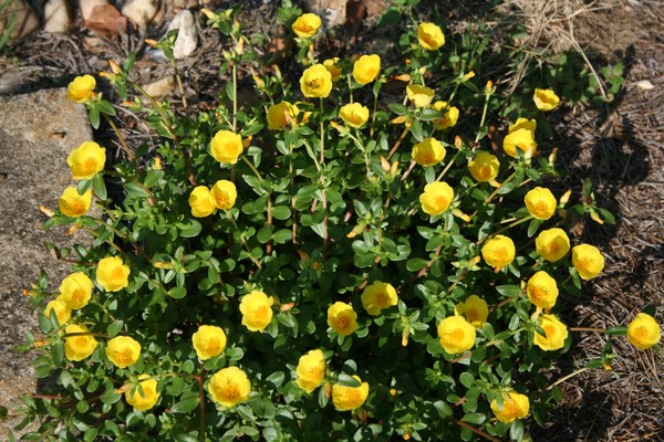 Yellow Purslane