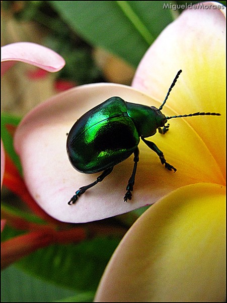 Beetle!