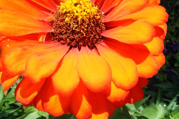orange burst