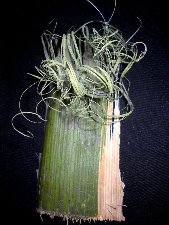 Fibers of Bark of Palm tree