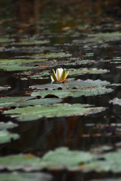 Waterlily