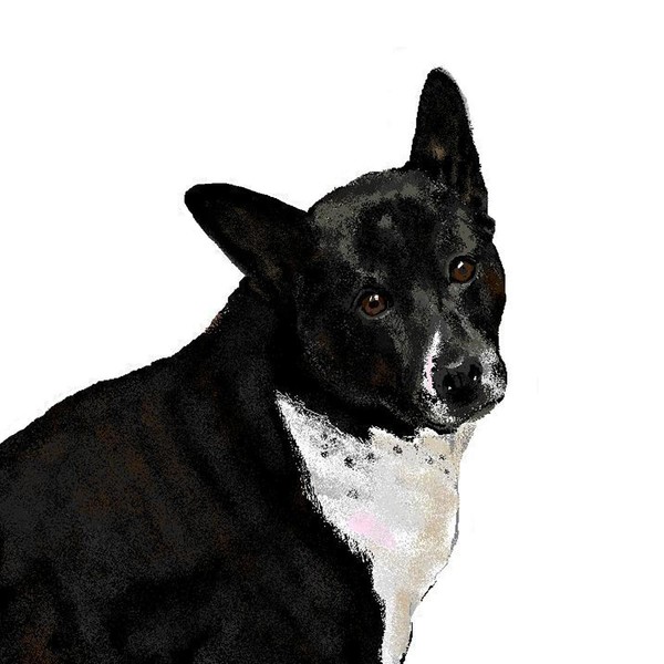 Roxie, The Art Hound