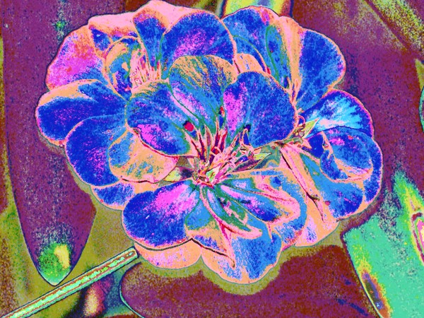 Fantasy Flower