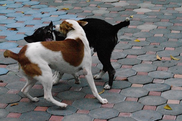 Boys At Play