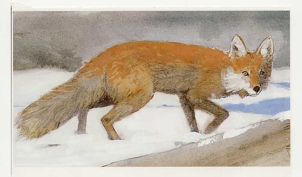 sly fox