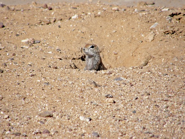 Ground Squirrel Peeking Out