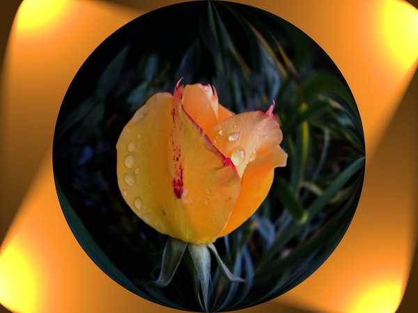 rose in the limelight
