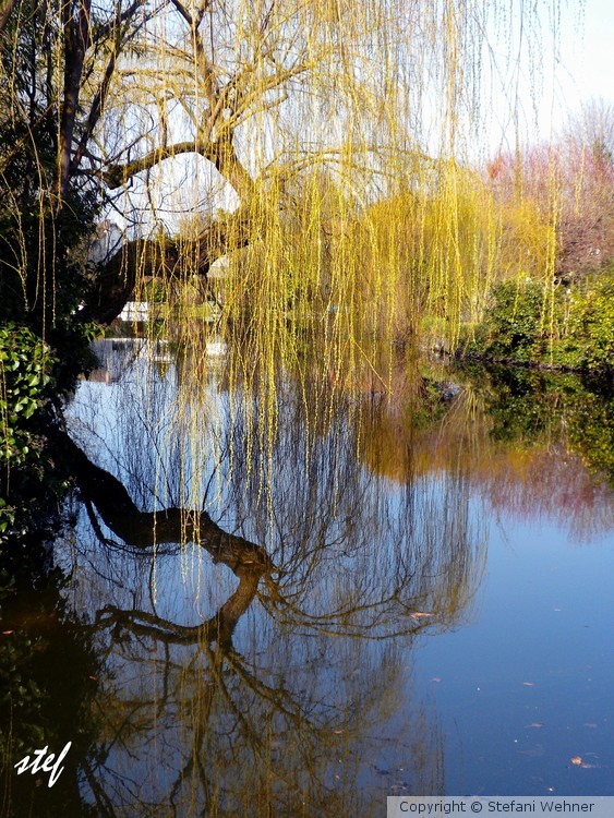 willow in spring