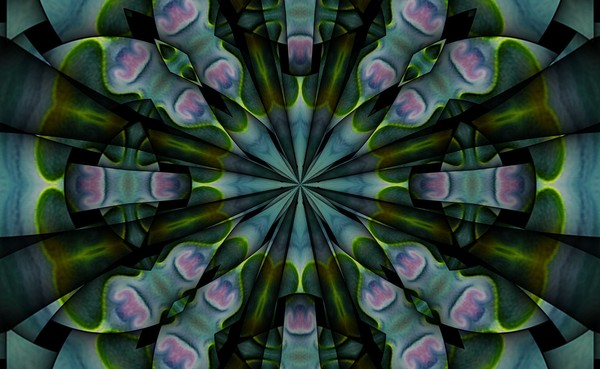 water-lily