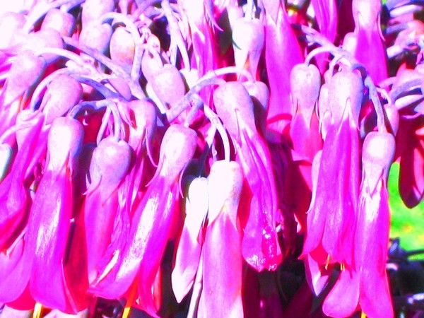 urban flowers