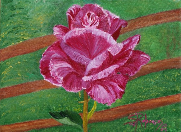 027 - The Pink Rose