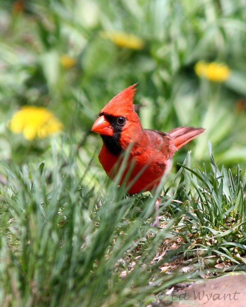 MorningCardinal