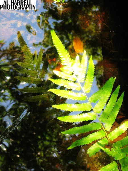 Reflecting Fern