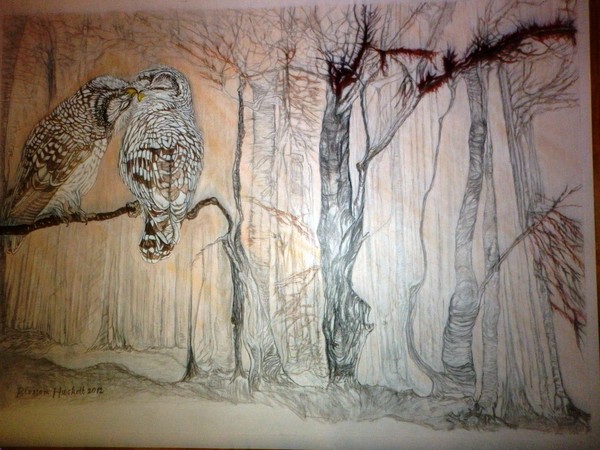 resting owls