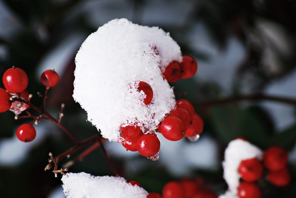 Nandina