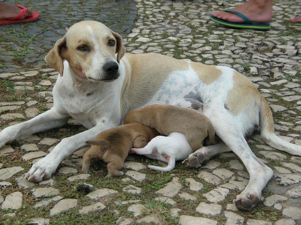 Dog and family!