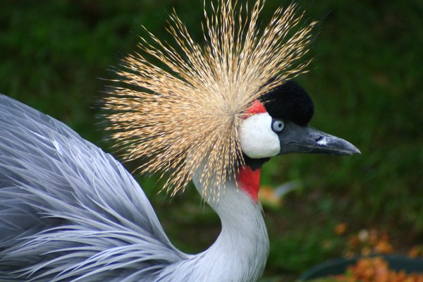 East African Crowned Crane