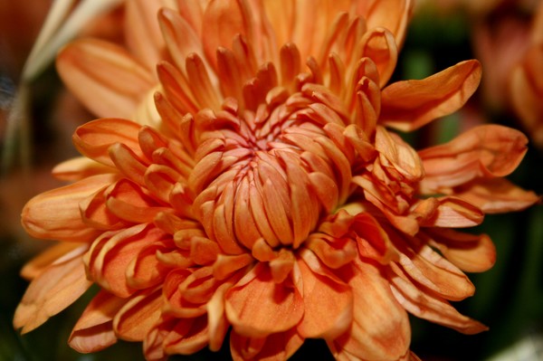 Bronze Mum
