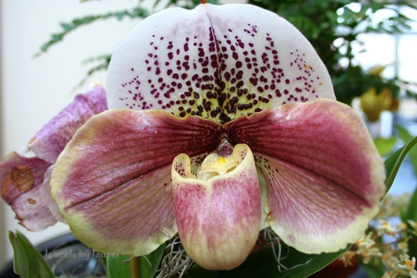 Bulldog Slipper Orchid