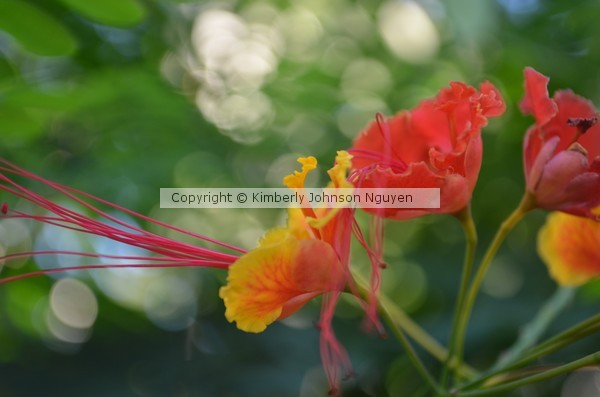 Mexico Flowers 1